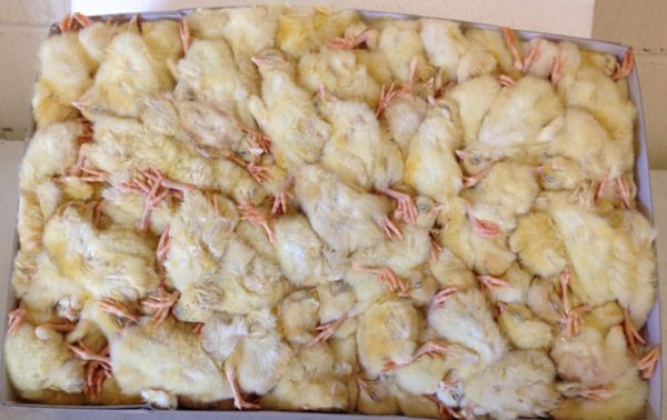 Picture of Frozen Day Old Chicks - 10kg - approx 250 Chicks - Raptor and Reptile Food