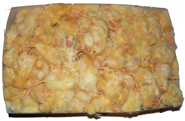 10kg-box-of-frozen-day-old-chicks - Raptor and Reptile Food